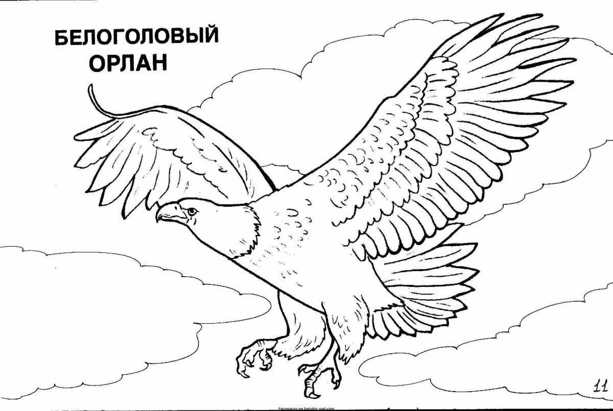 Photo Coloring book exalted steppe eagle