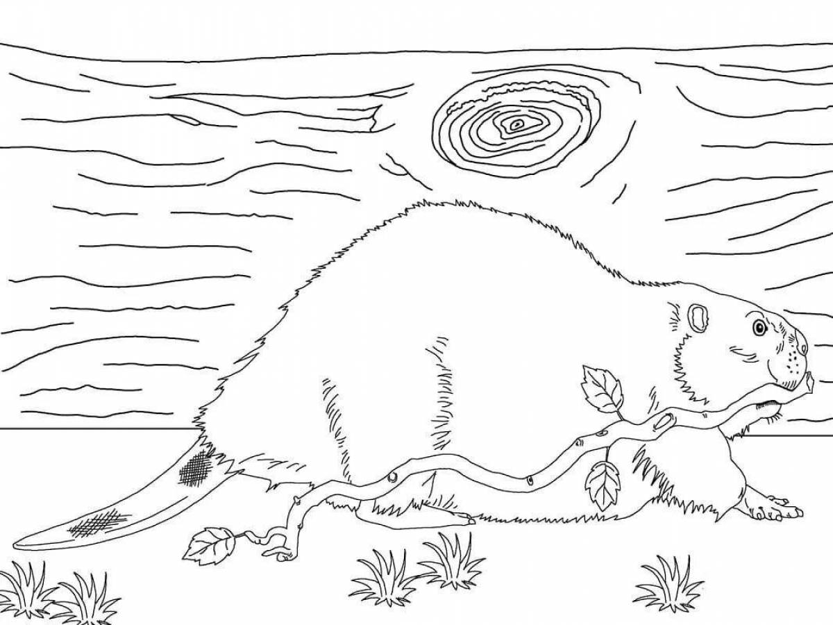 Majestic beaver coloring