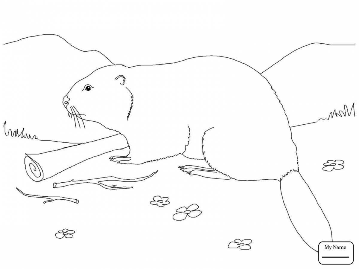 Fun beaver coloring