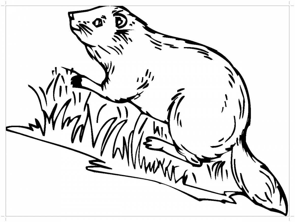A funny river beaver coloring book
