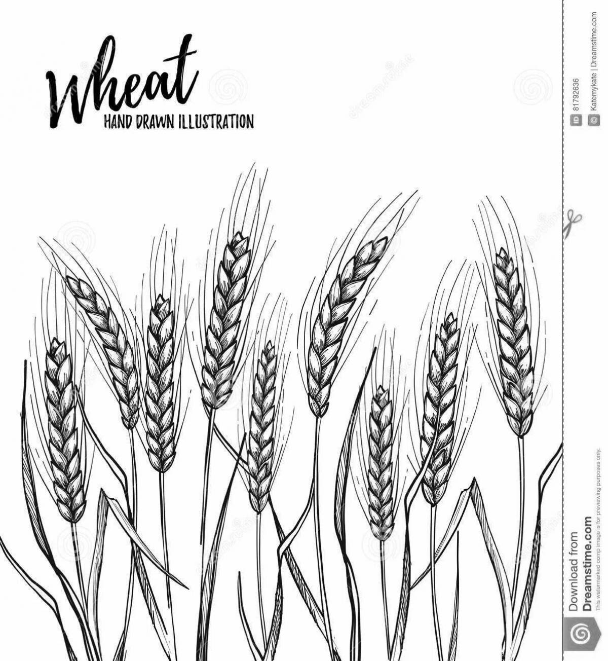 Раскраска яркие колосья пшеницы