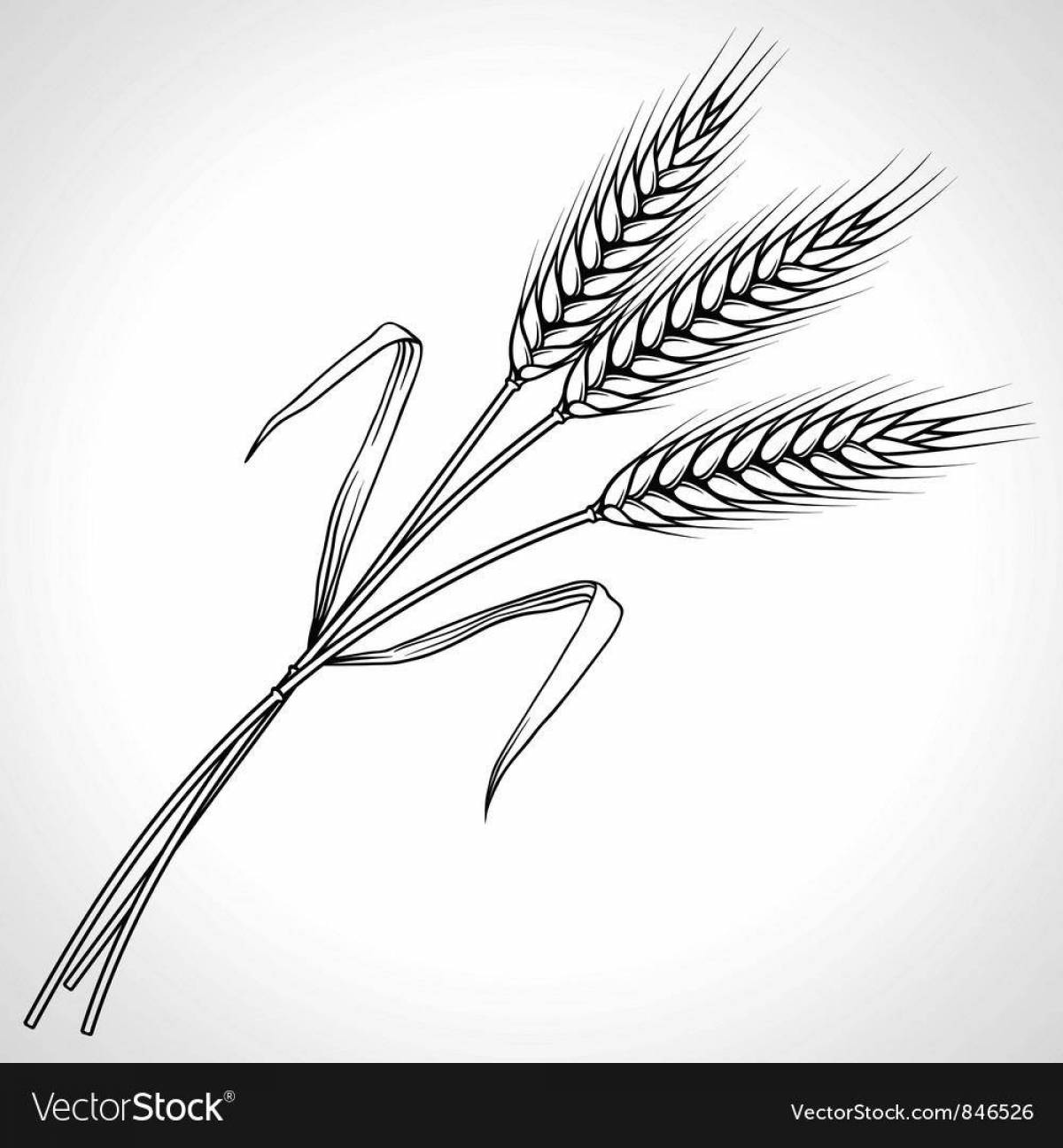 Раскраска величественные колосья пшеницы