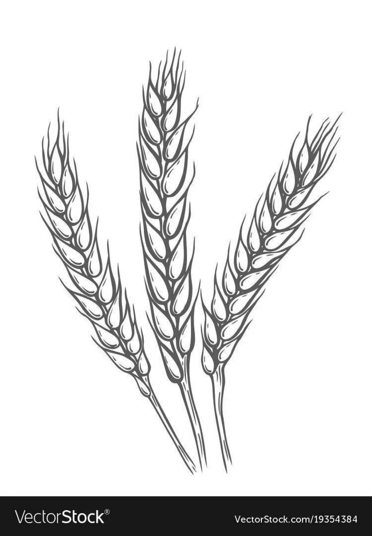 Раскраска пышные колосья пшеницы