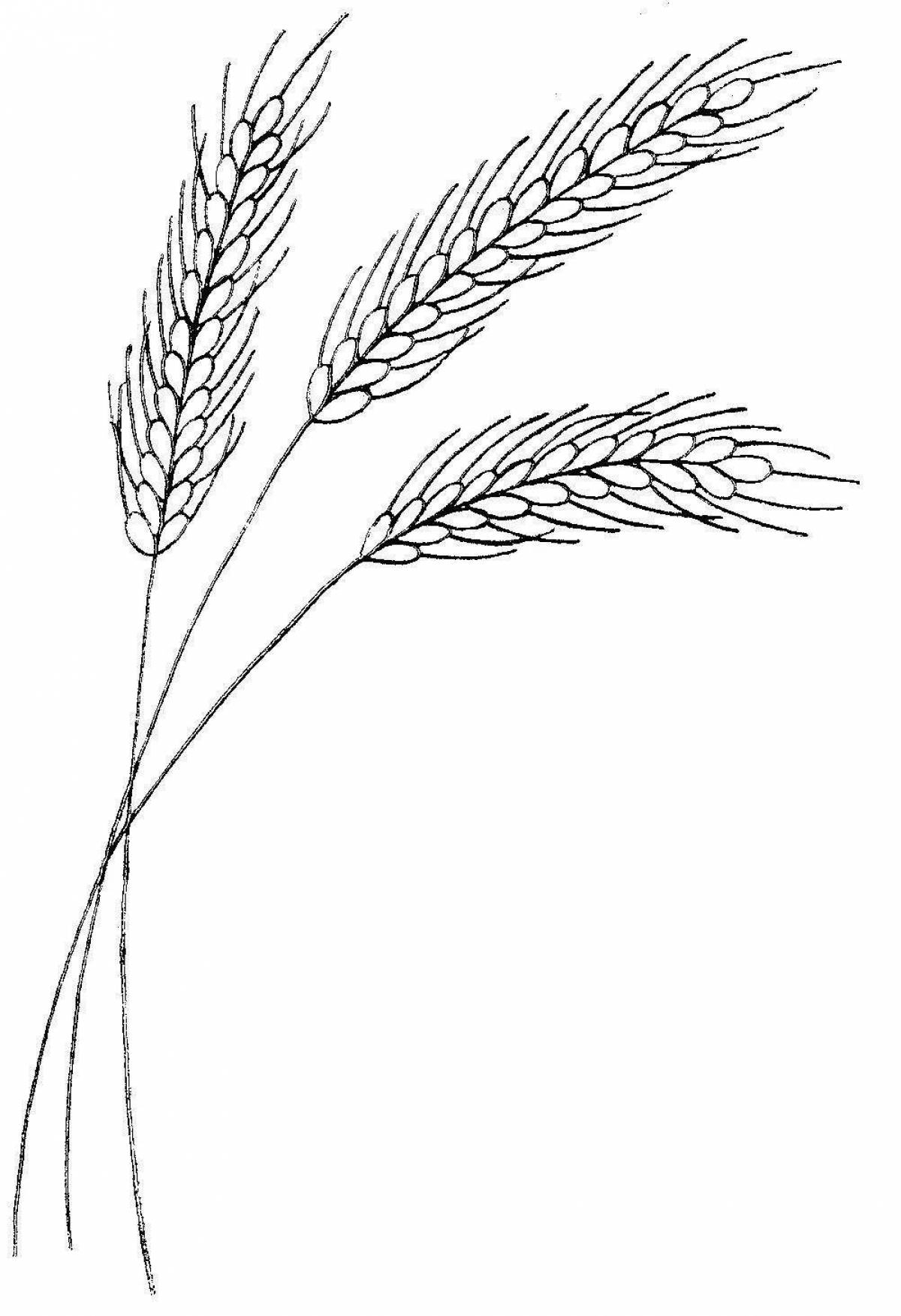 Раскраска сияющие колосья пшеницы