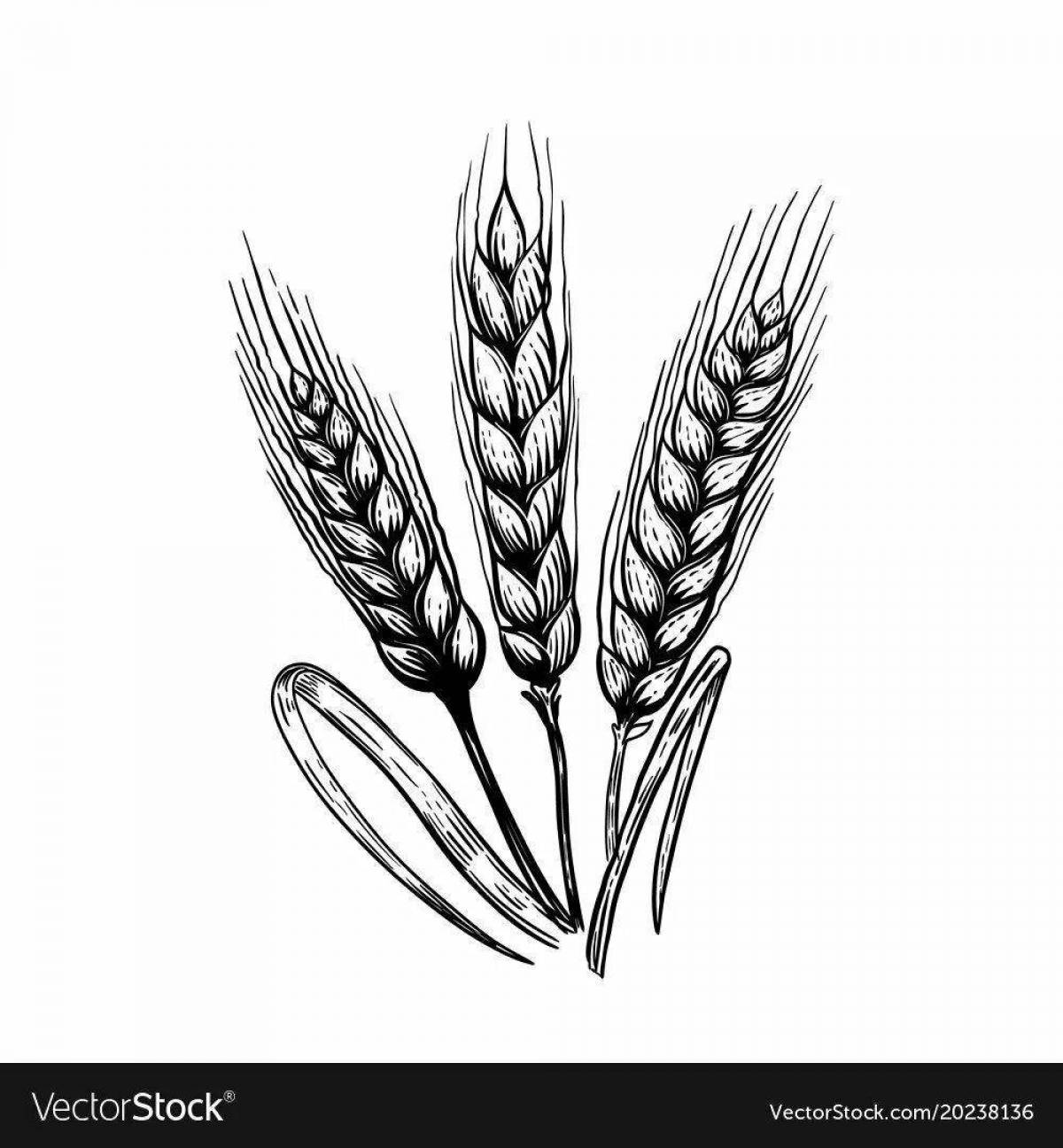 Coloring page abundant ears of wheat