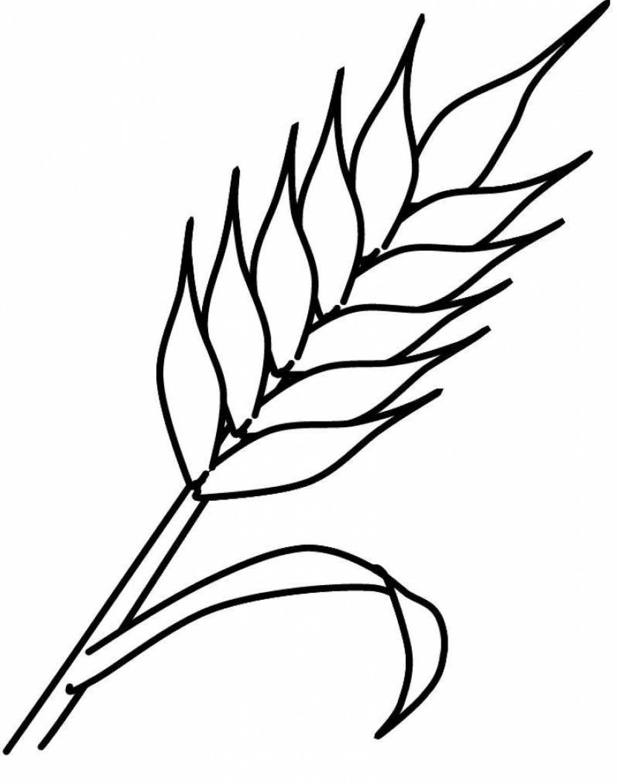 Раскраска цветущие колосья пшеницы