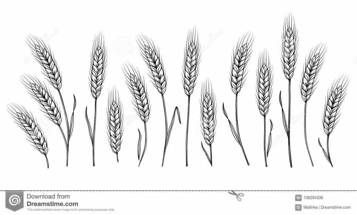 Coloring green ears of wheat