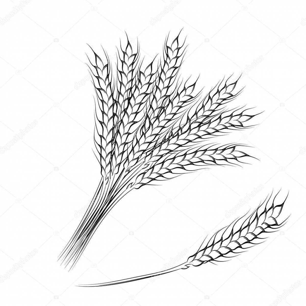 Раскраска деревенские колосья пшеницы