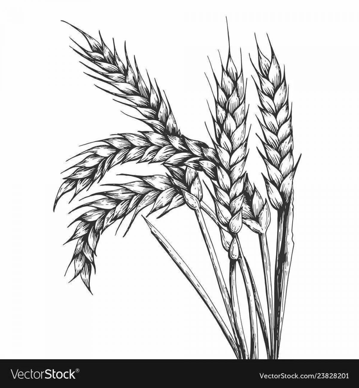 Раскраска изысканные колосья пшеницы