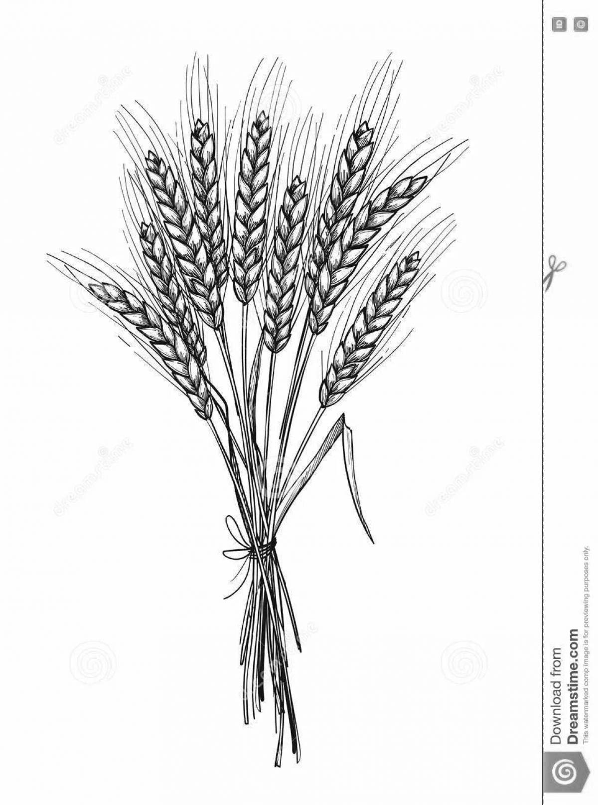 Photo Elegant ears of wheat coloring page
