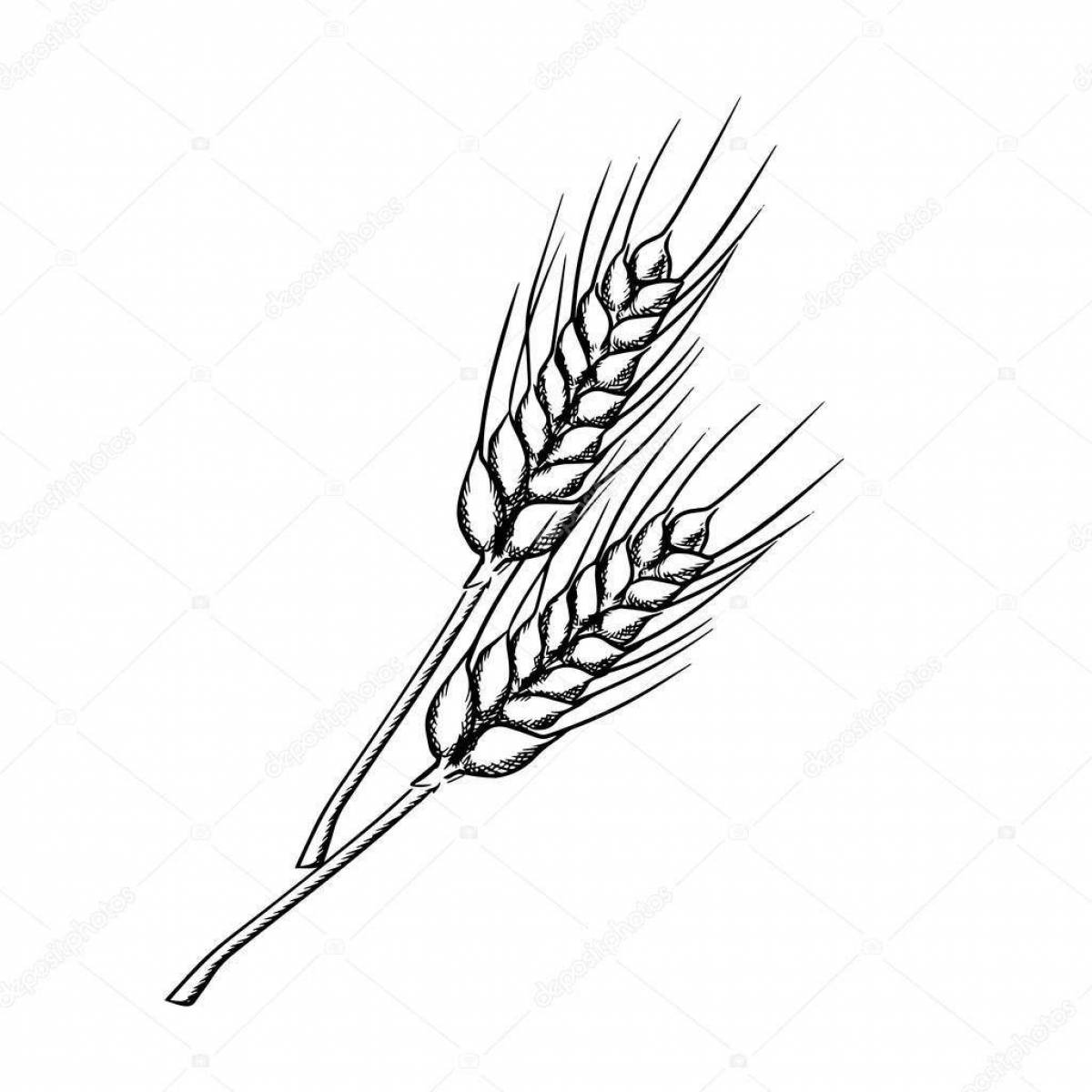 Раскраска безмятежные колосья пшеницы