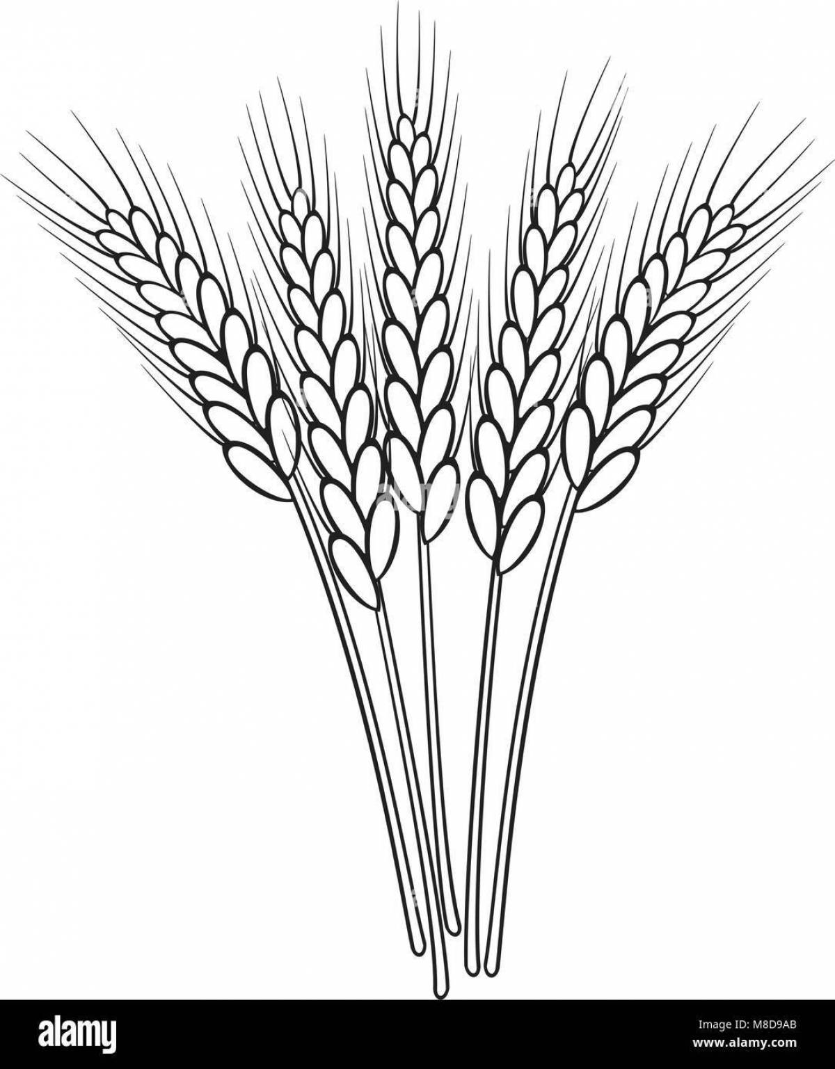 Раскраска блестящие колосья пшеницы