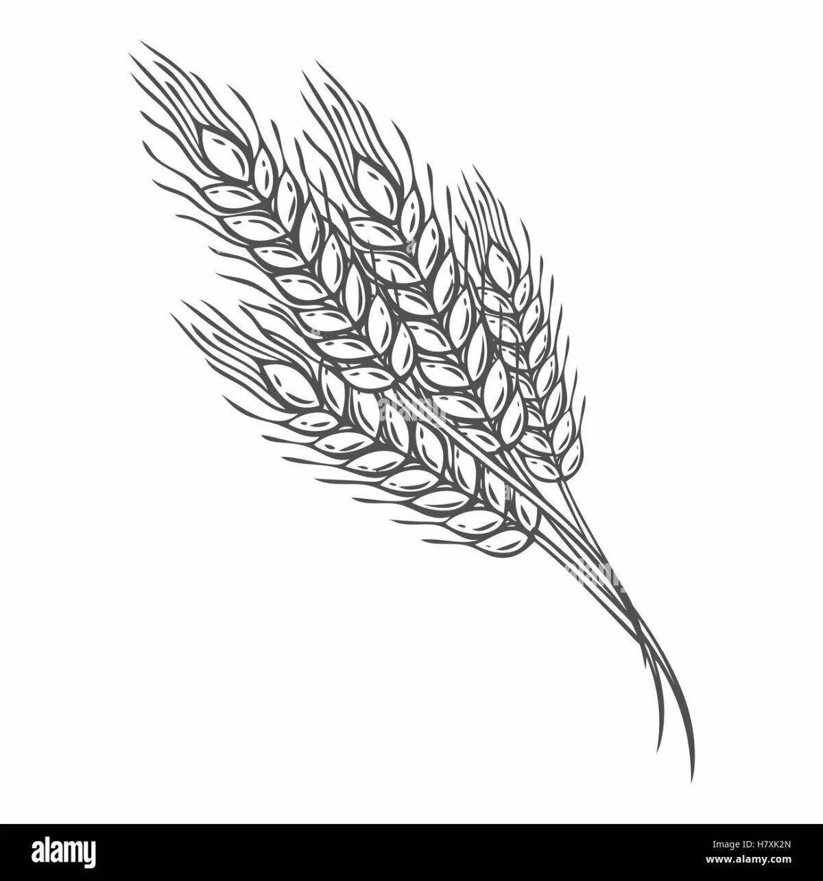 Раскраска великолепные колосья пшеницы