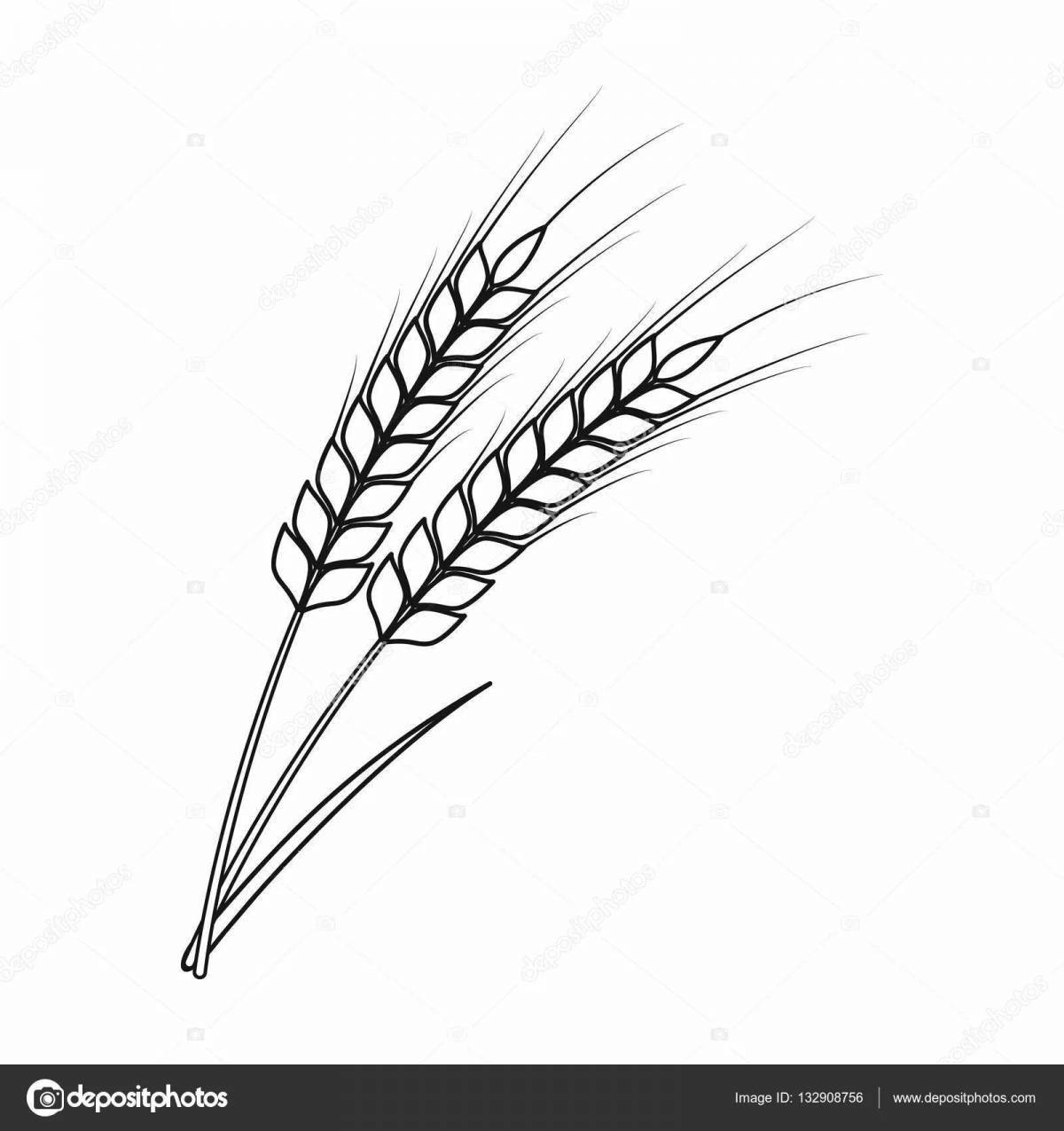 Photo Colouring awesome ears of wheat