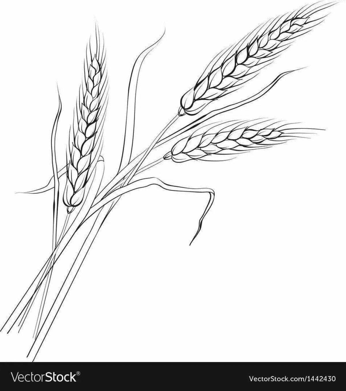 Раскраска живые колосья пшеницы