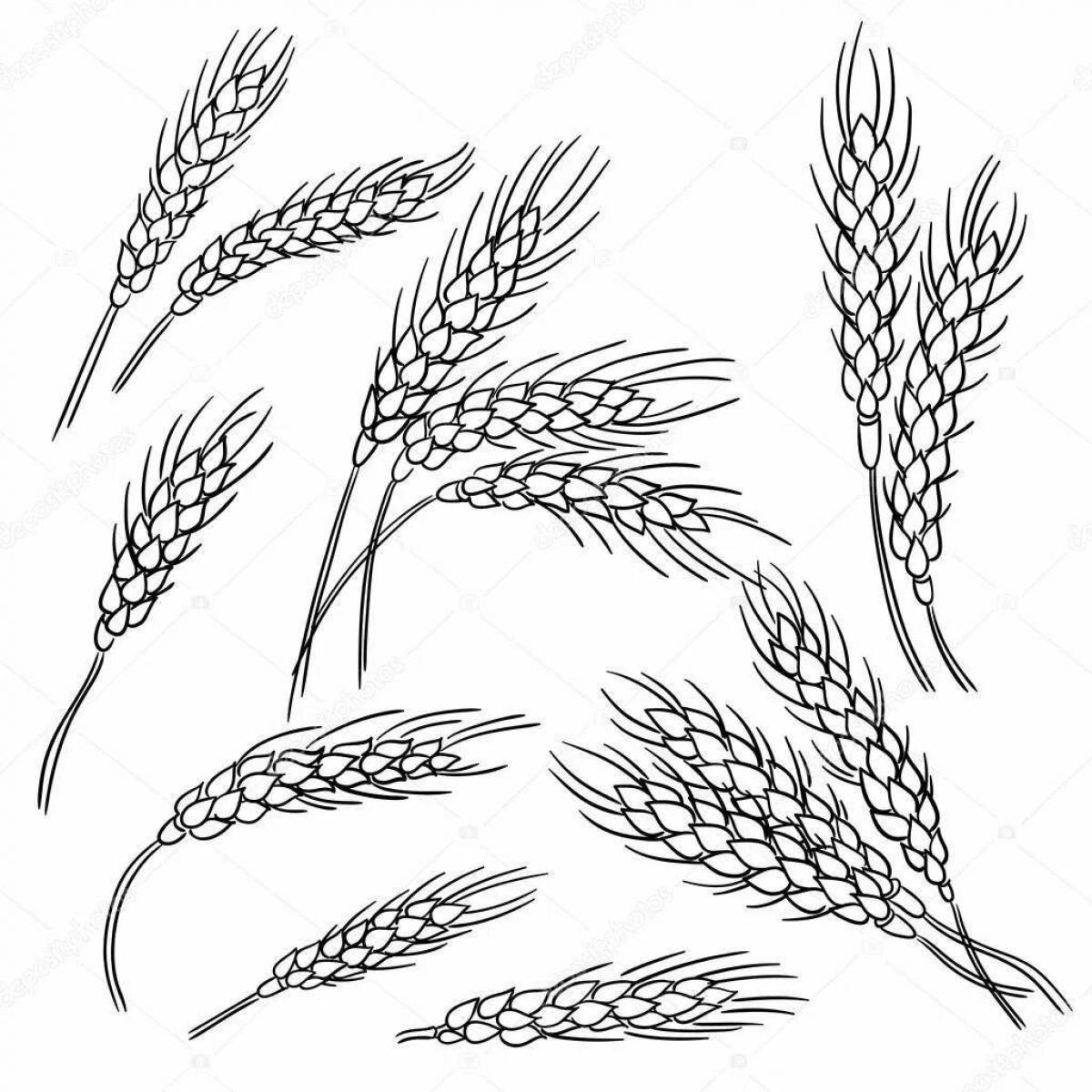 Раскраска экзотические колосья пшеницы