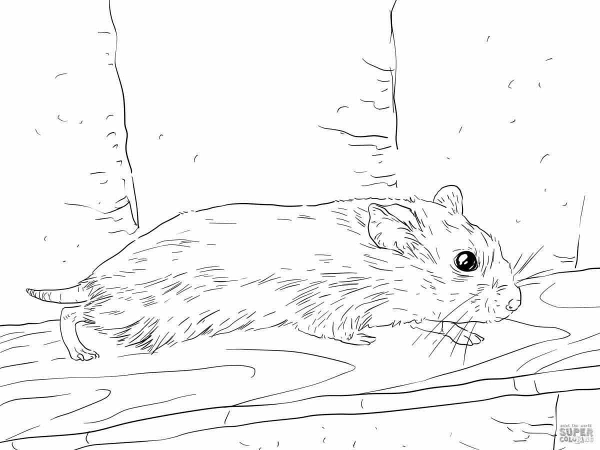 Coloring book amazing Djungarian hamster