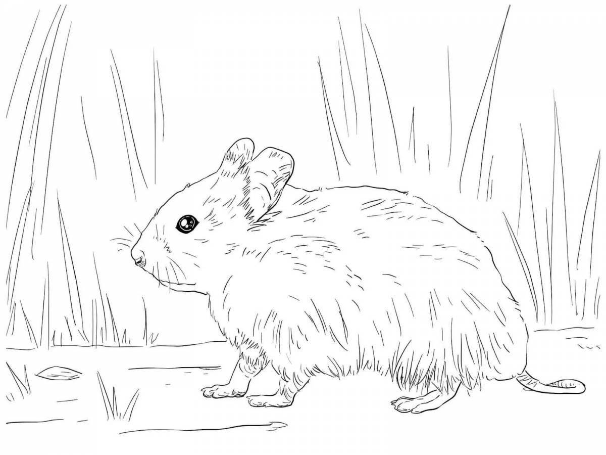 Live Djungarian hamster coloring book