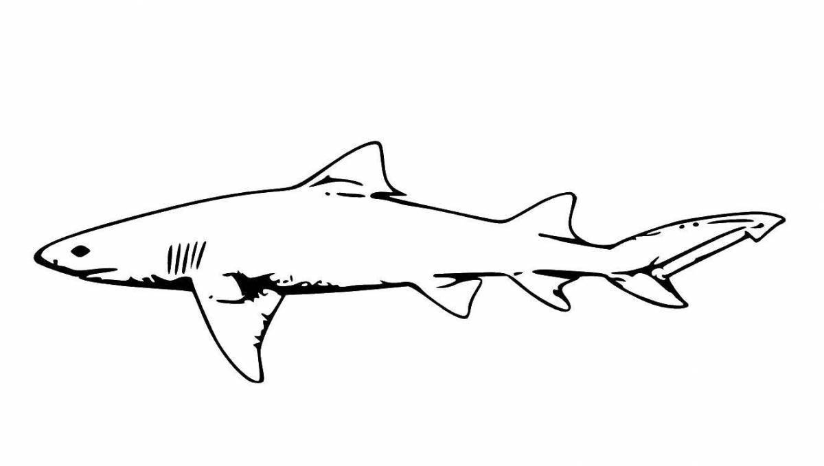 Раскраска ослепительная тигровая акула