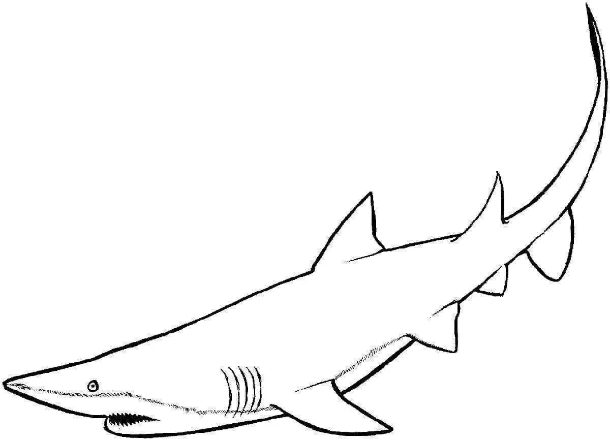 Gorgeous tiger shark coloring page