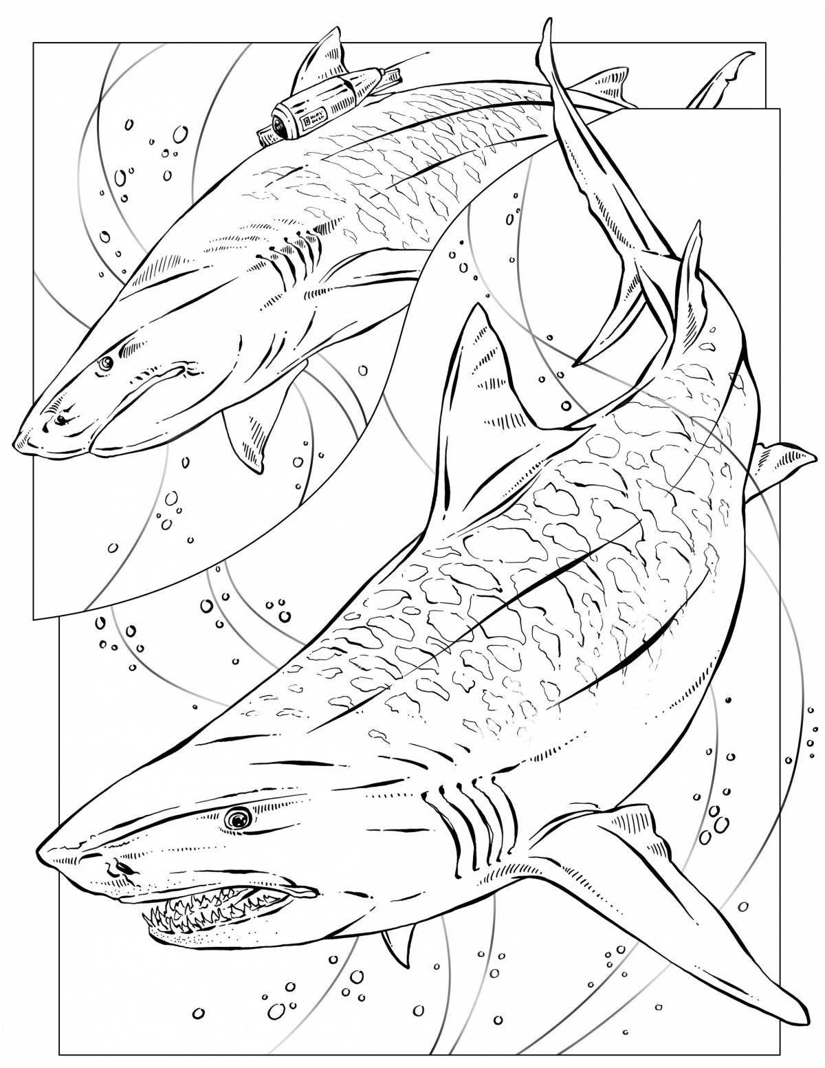 Charming tiger shark coloring book