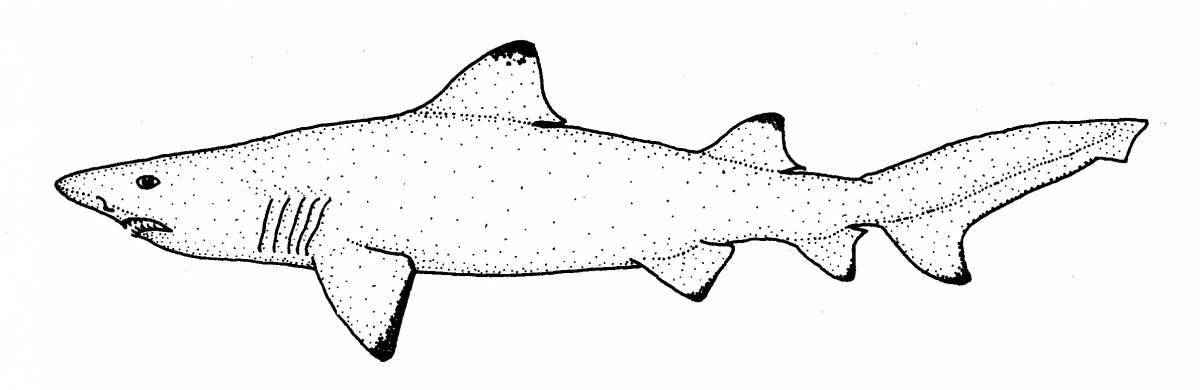 Amazing tiger shark coloring page
