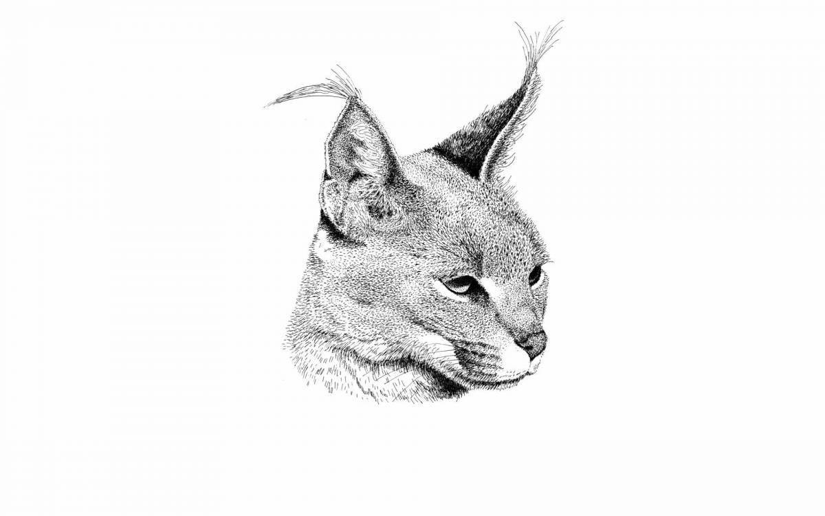Caracal bright coloring