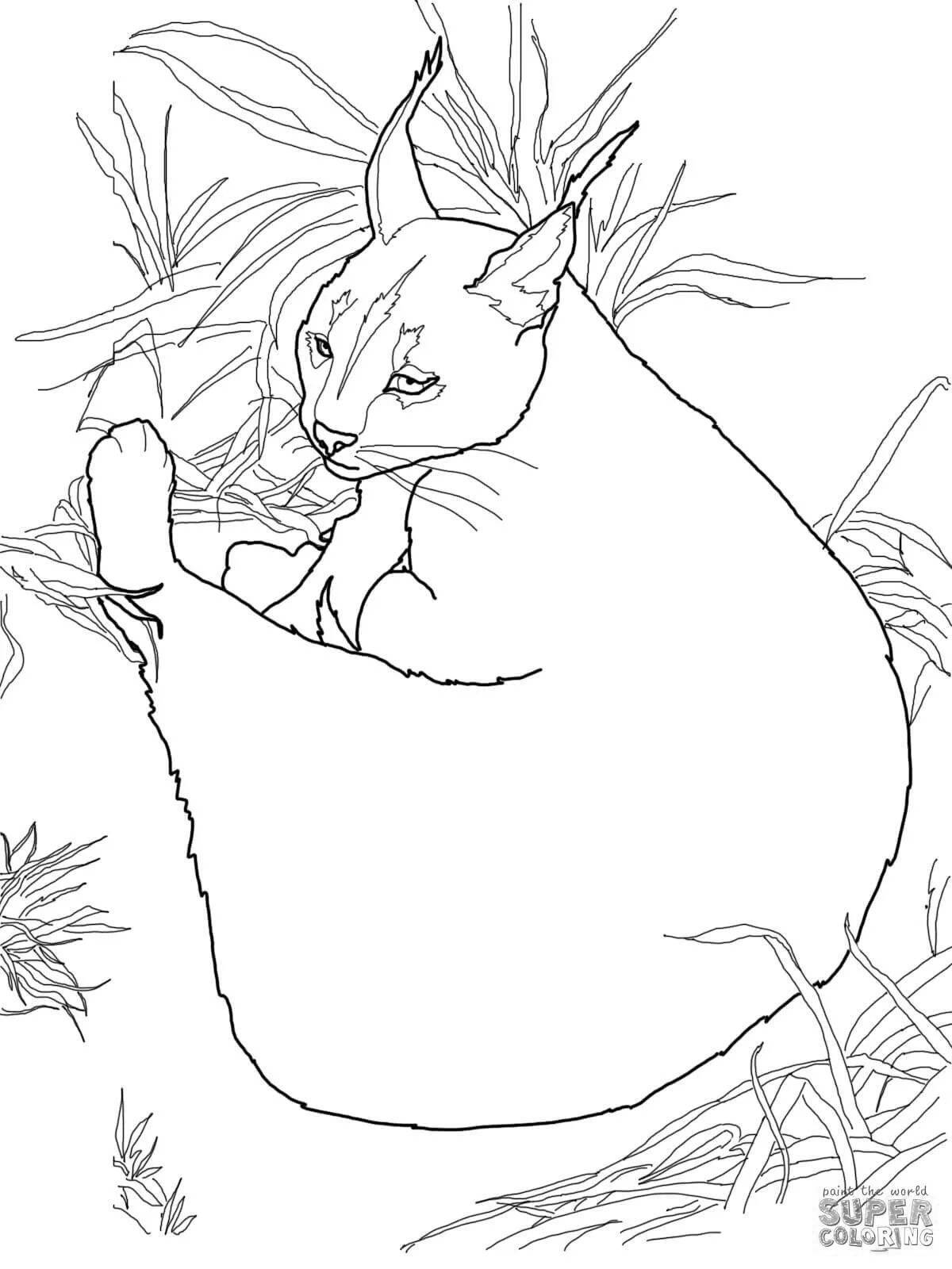 Coloring page happy caracal