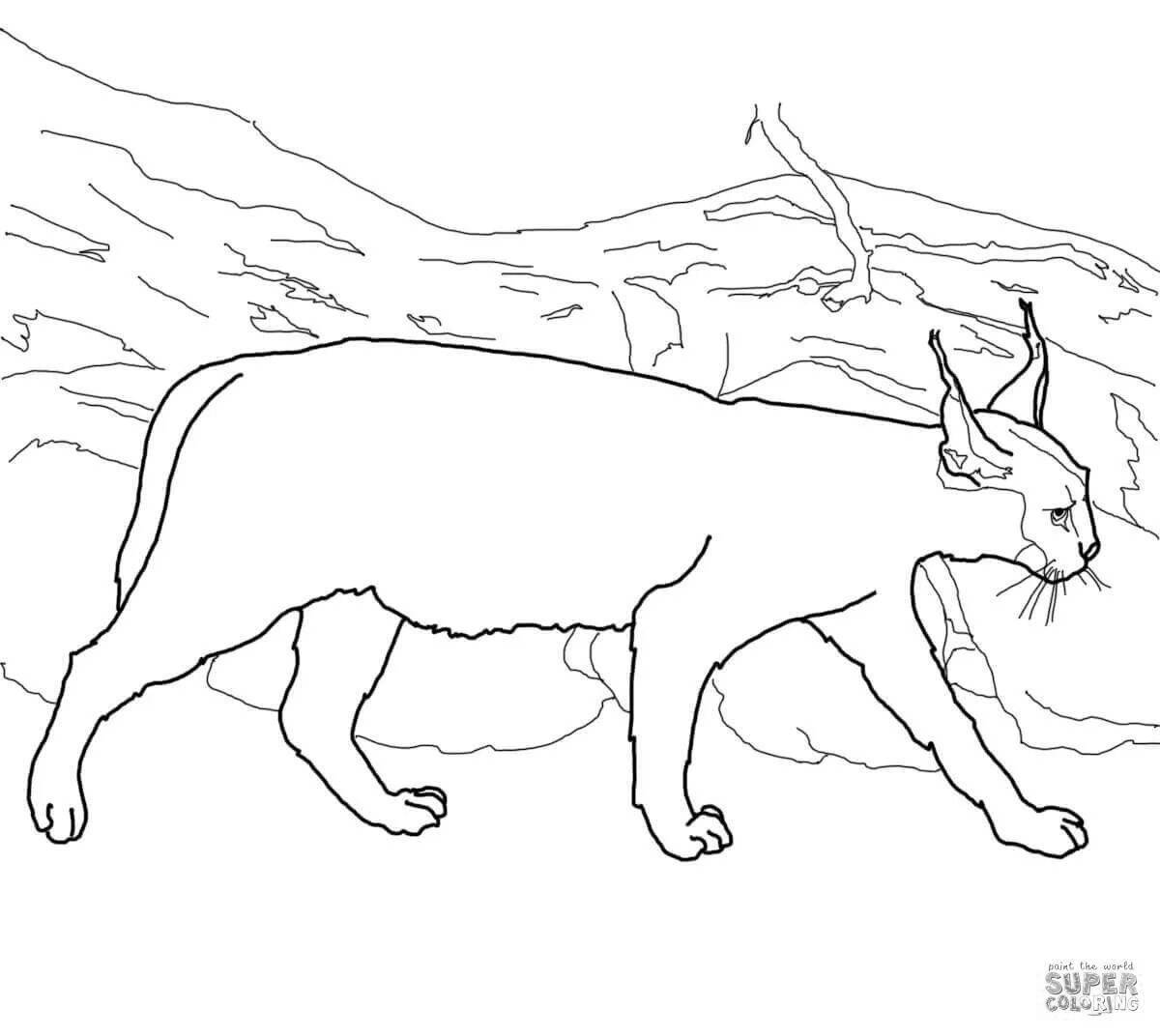 Charming caracal coloring book