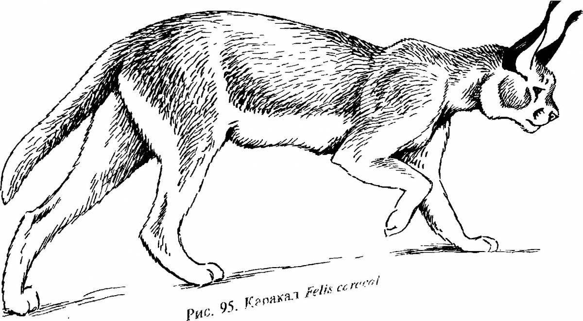 Intriguing caracal coloring book