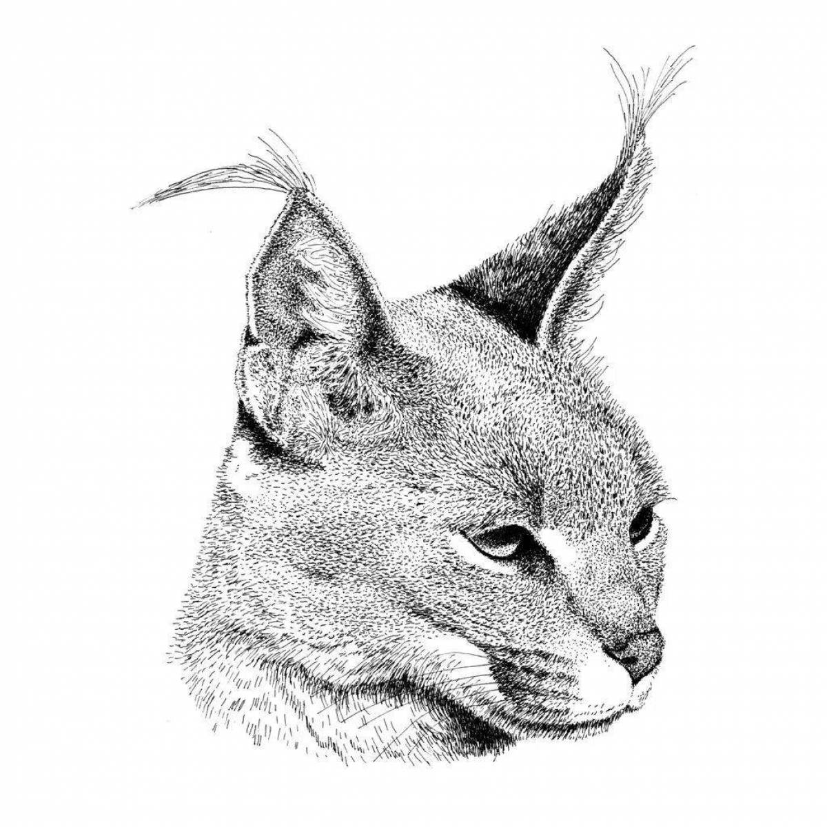 Delightful coloring caracal