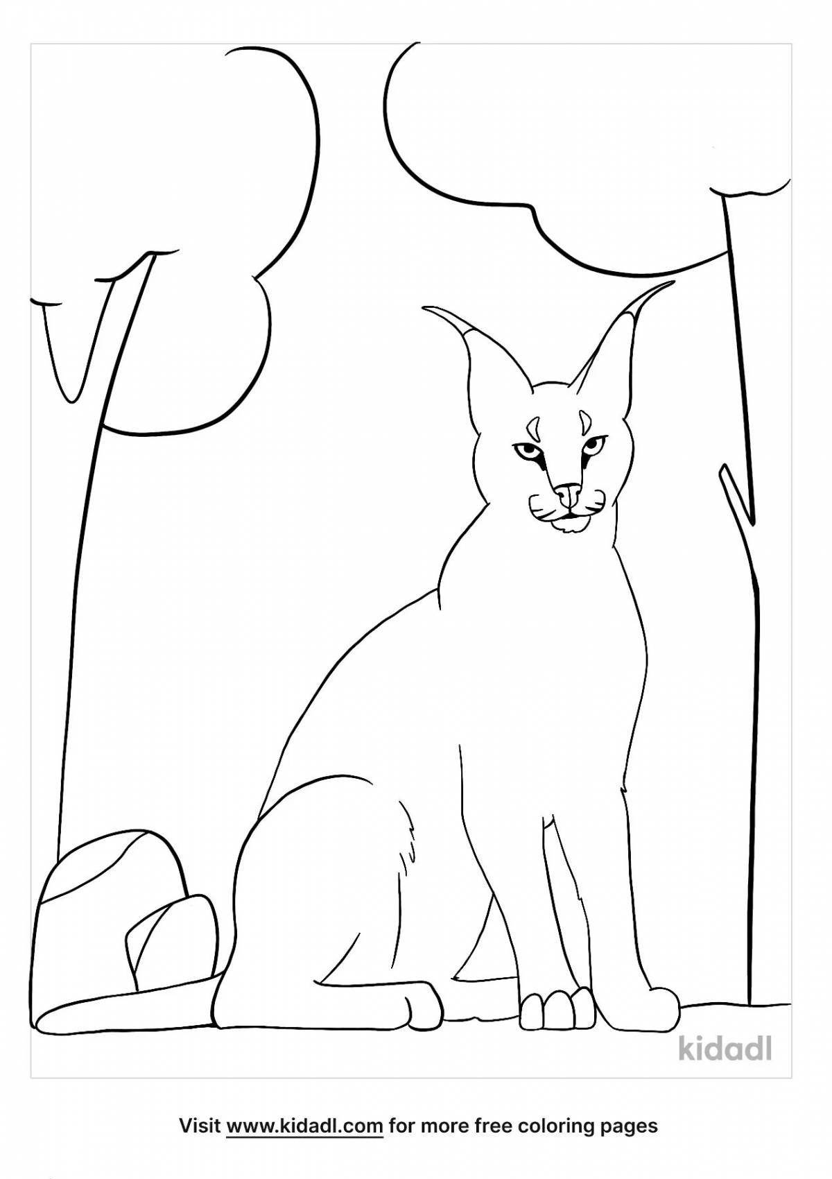 Caracal funny coloring book