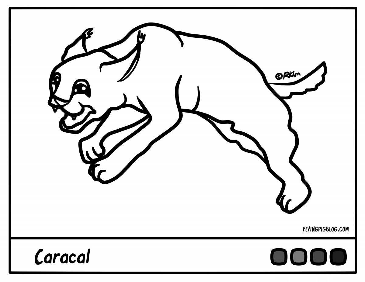 Fancy coloring caracal