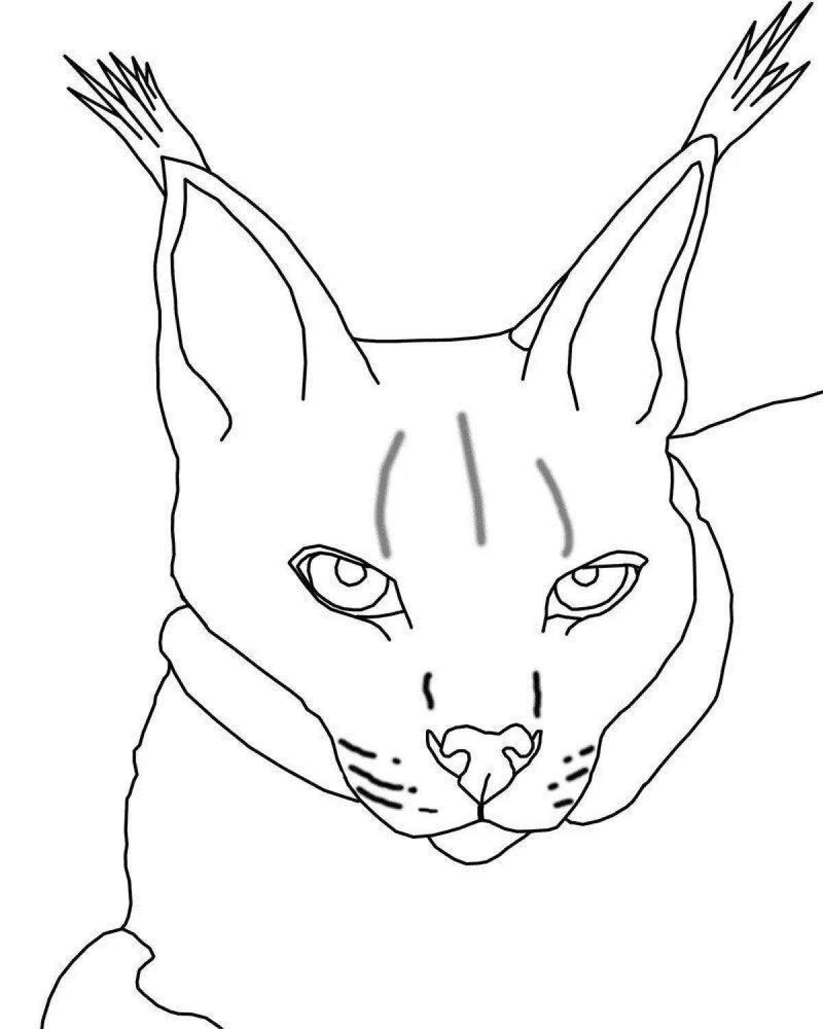 Fancy coloring caracal