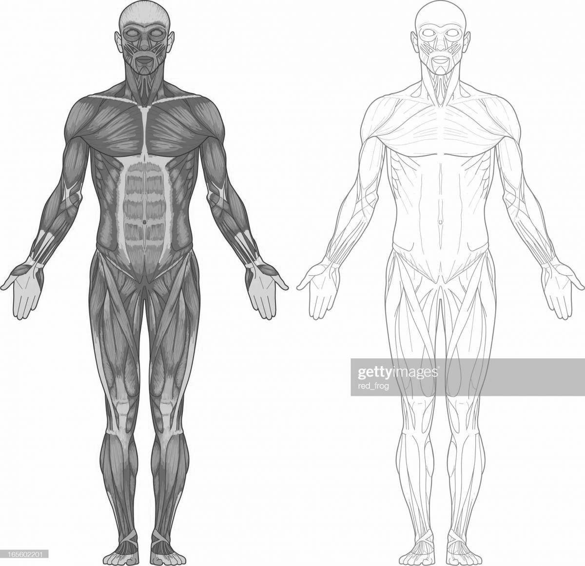 Раскраска анатомия человека мышцы