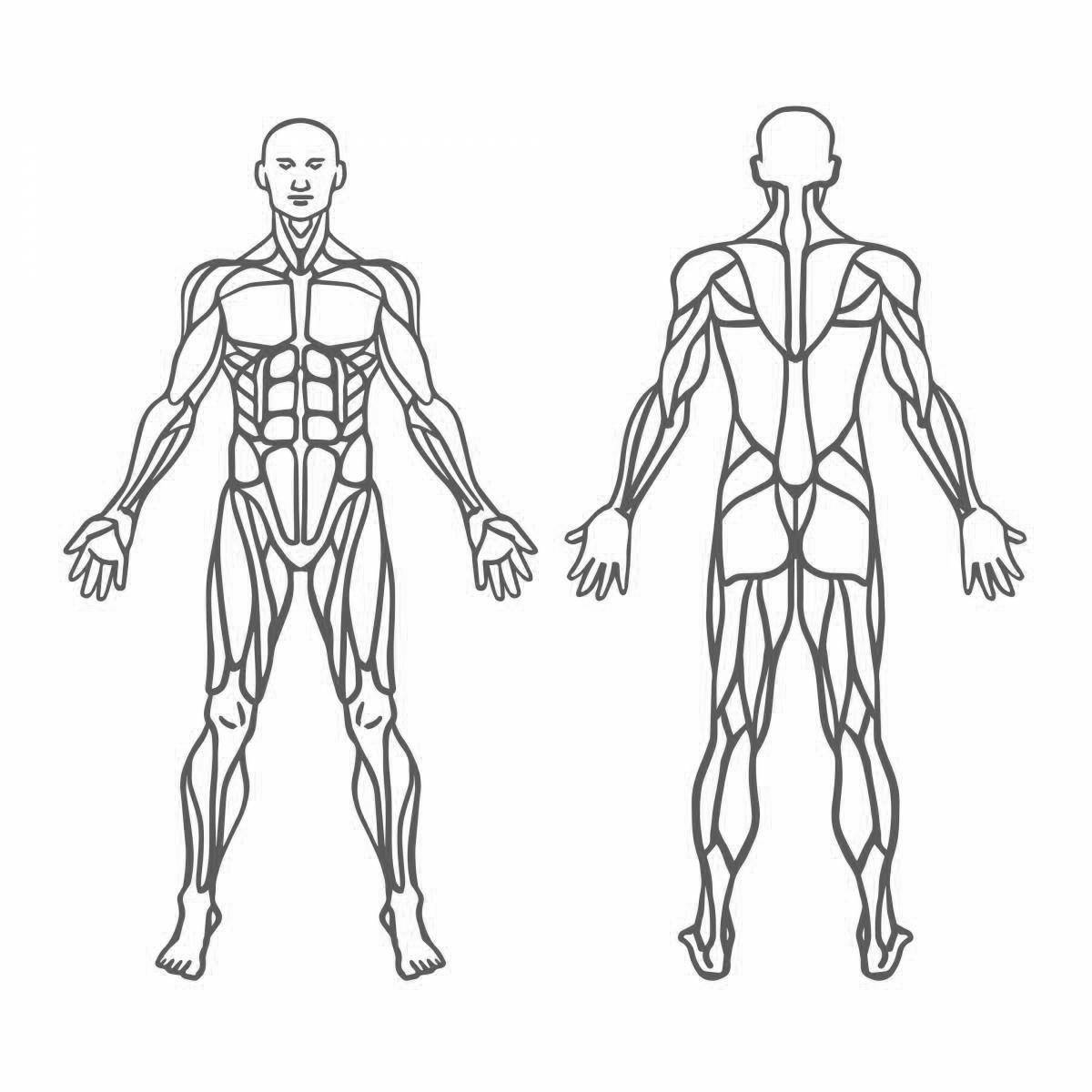 Мышцы человека