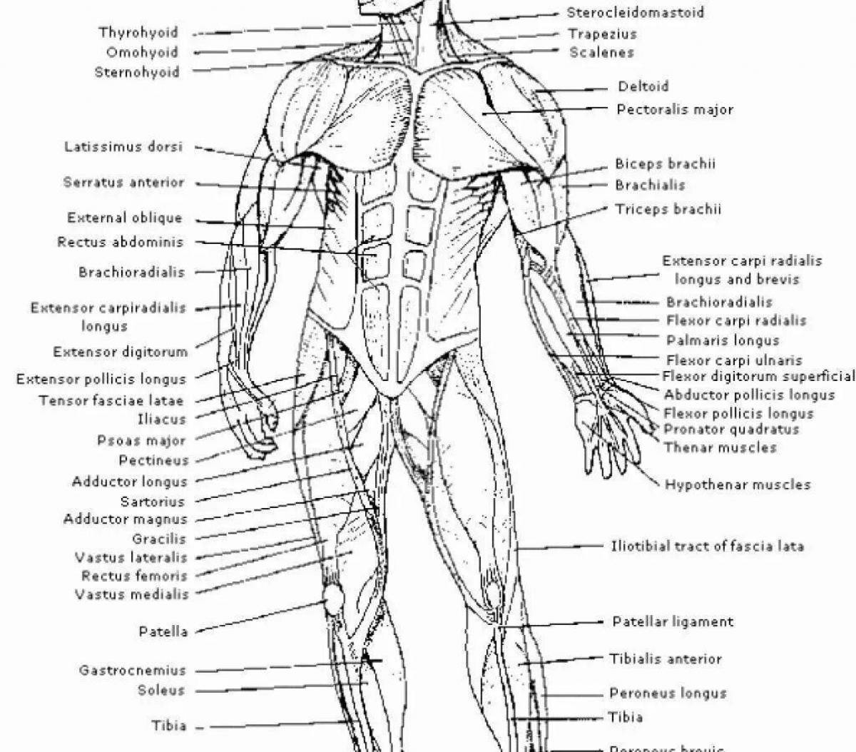 Название частей человека. Строение человека мышцы анатомия. Мышечная система человека схема. Мышцы туловища анатомия рисунок. Мышечная система человека для раскраски.