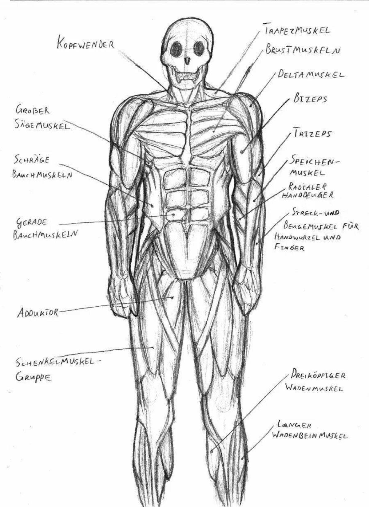 Основные мышцы человека