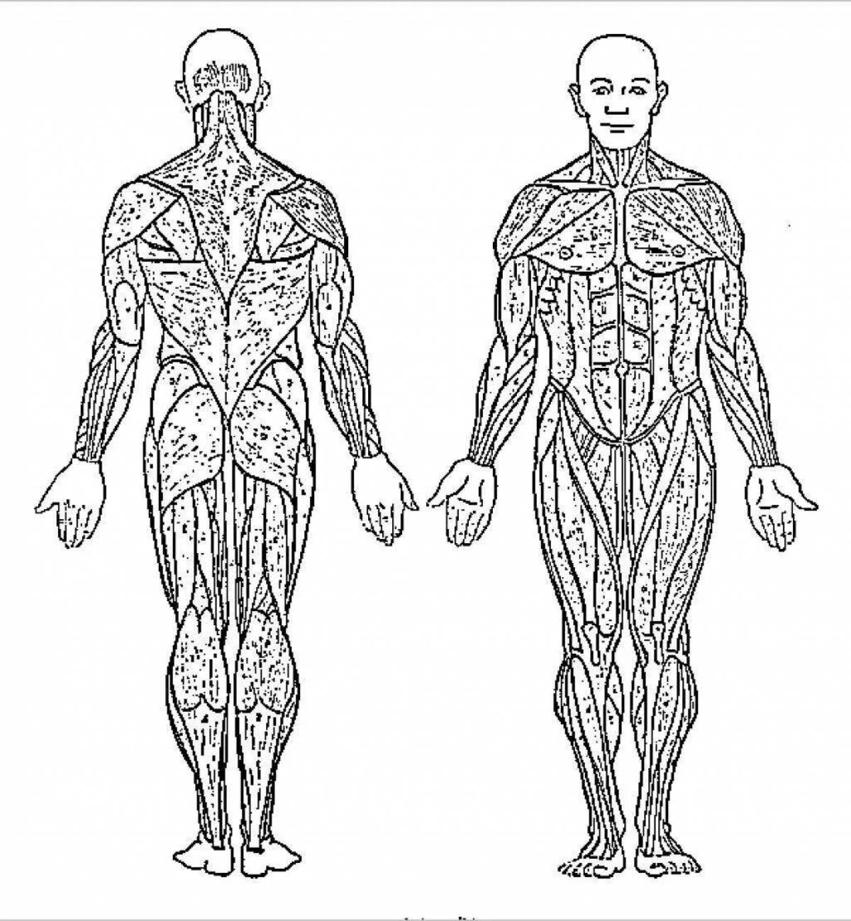 Мускулатура человека схема