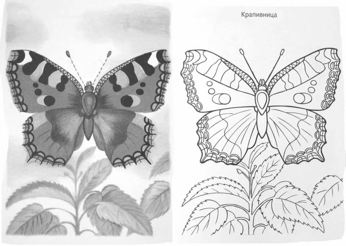 Раскраска бабочки с богатыми оттенками