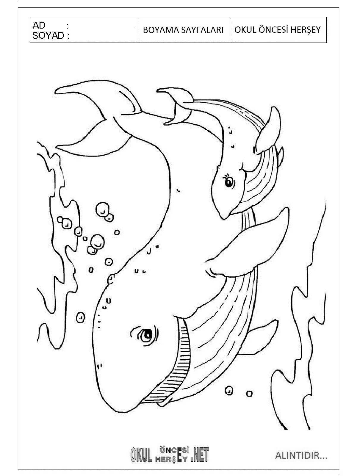 Beautiful whale fish coloring book