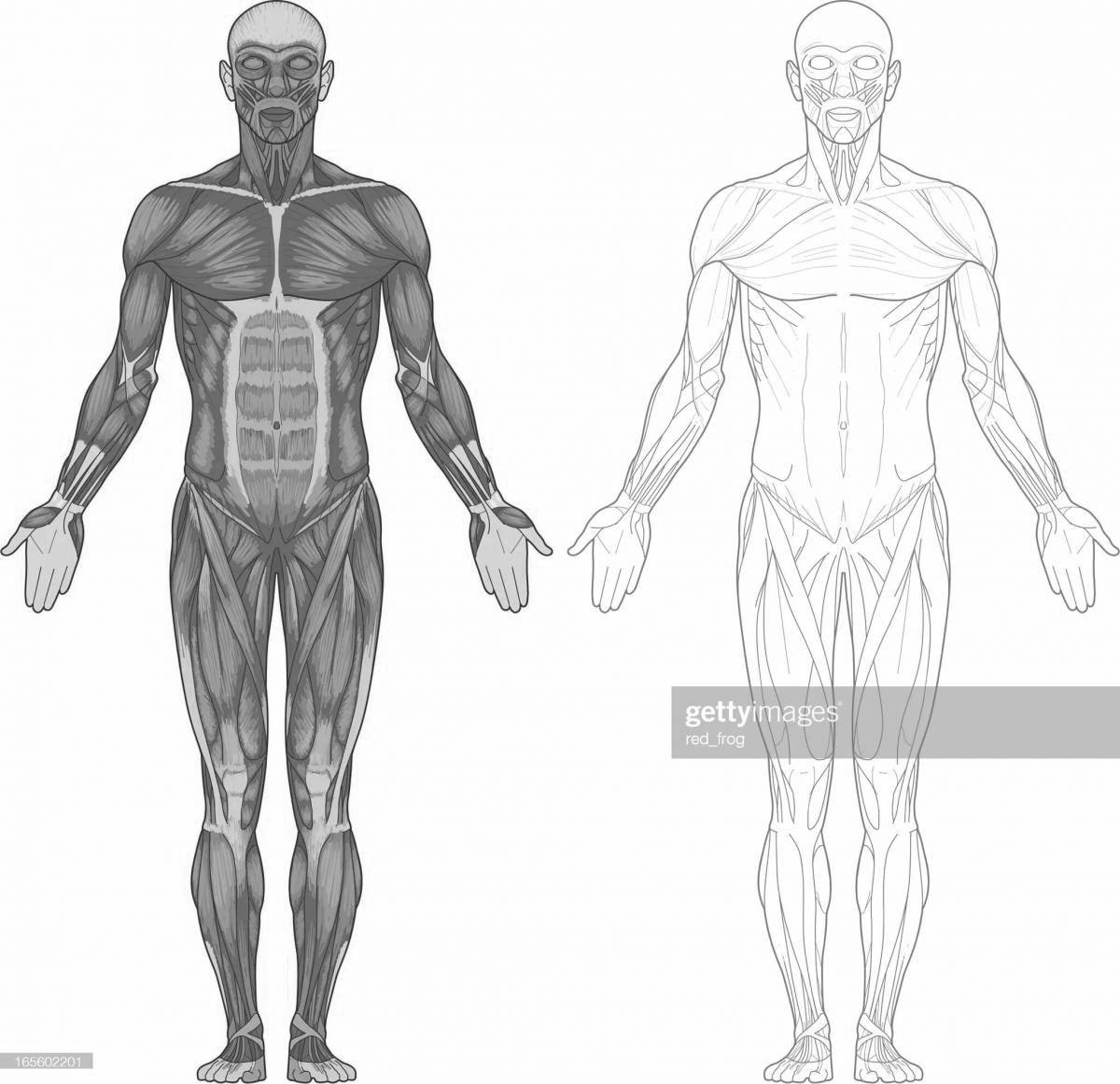 Подробная раскраска мышцы человека