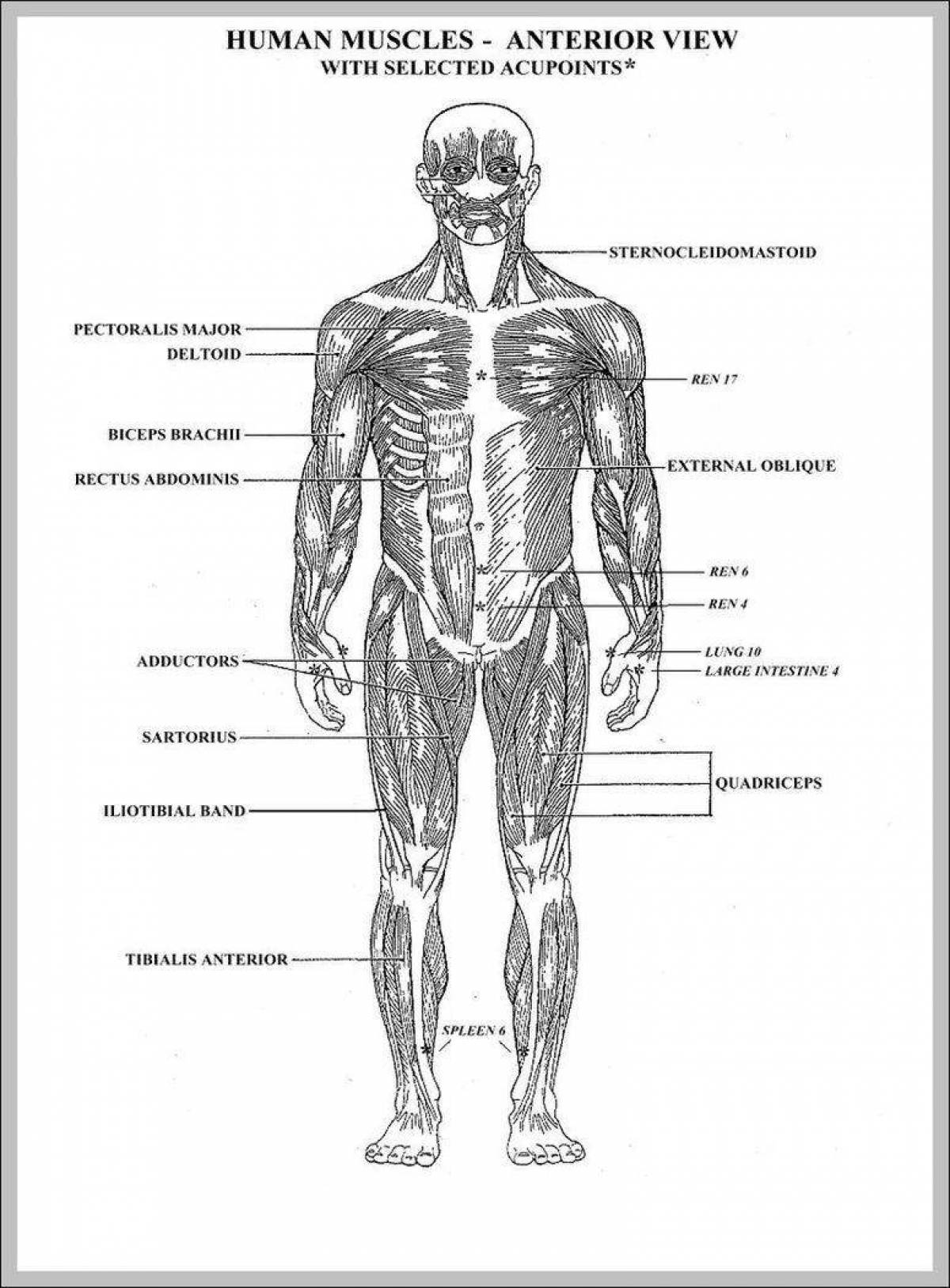 Сложная раскраска мышцы человека
