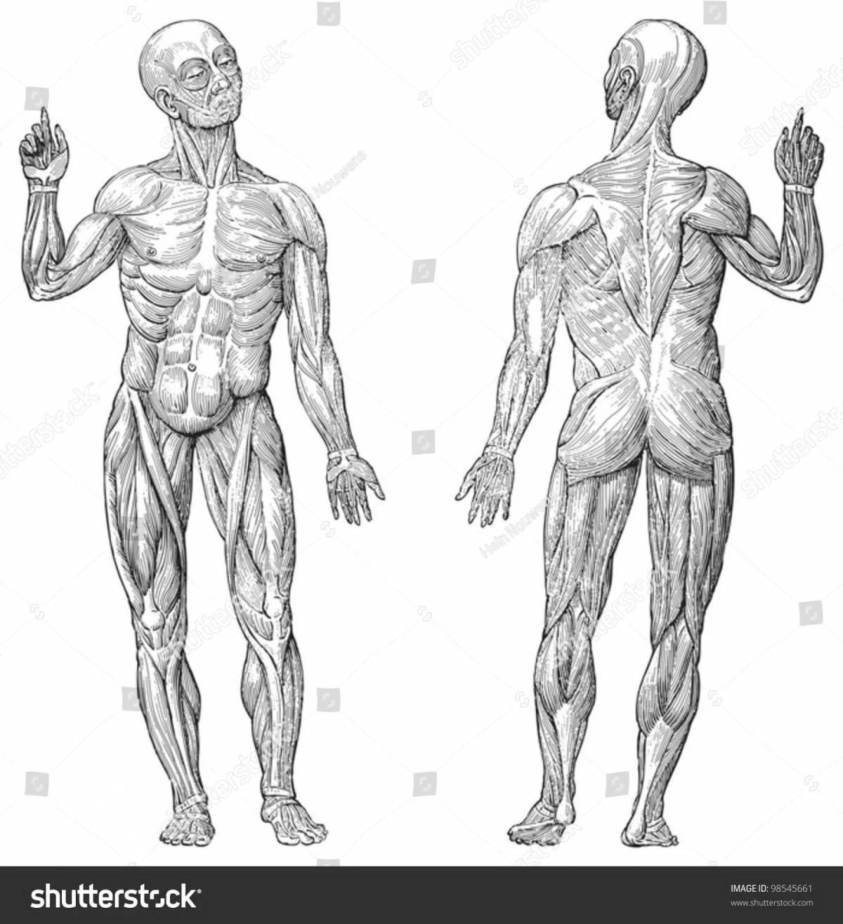 Fun coloring human muscle