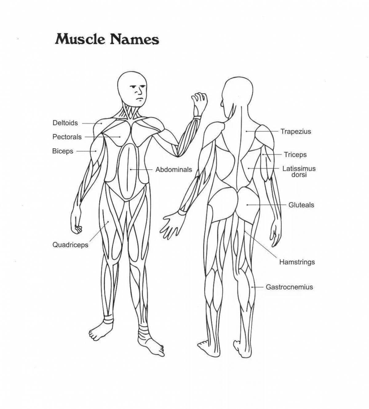 Юмористическая раскраска мышцы человека