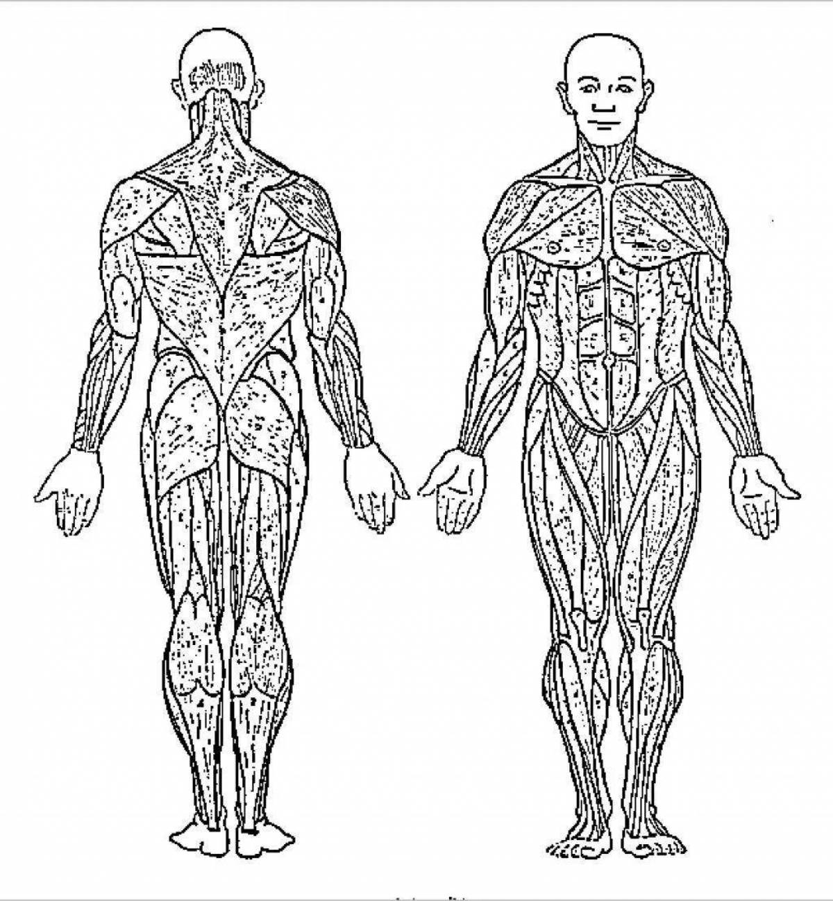 Комическая раскраска мышцы человека