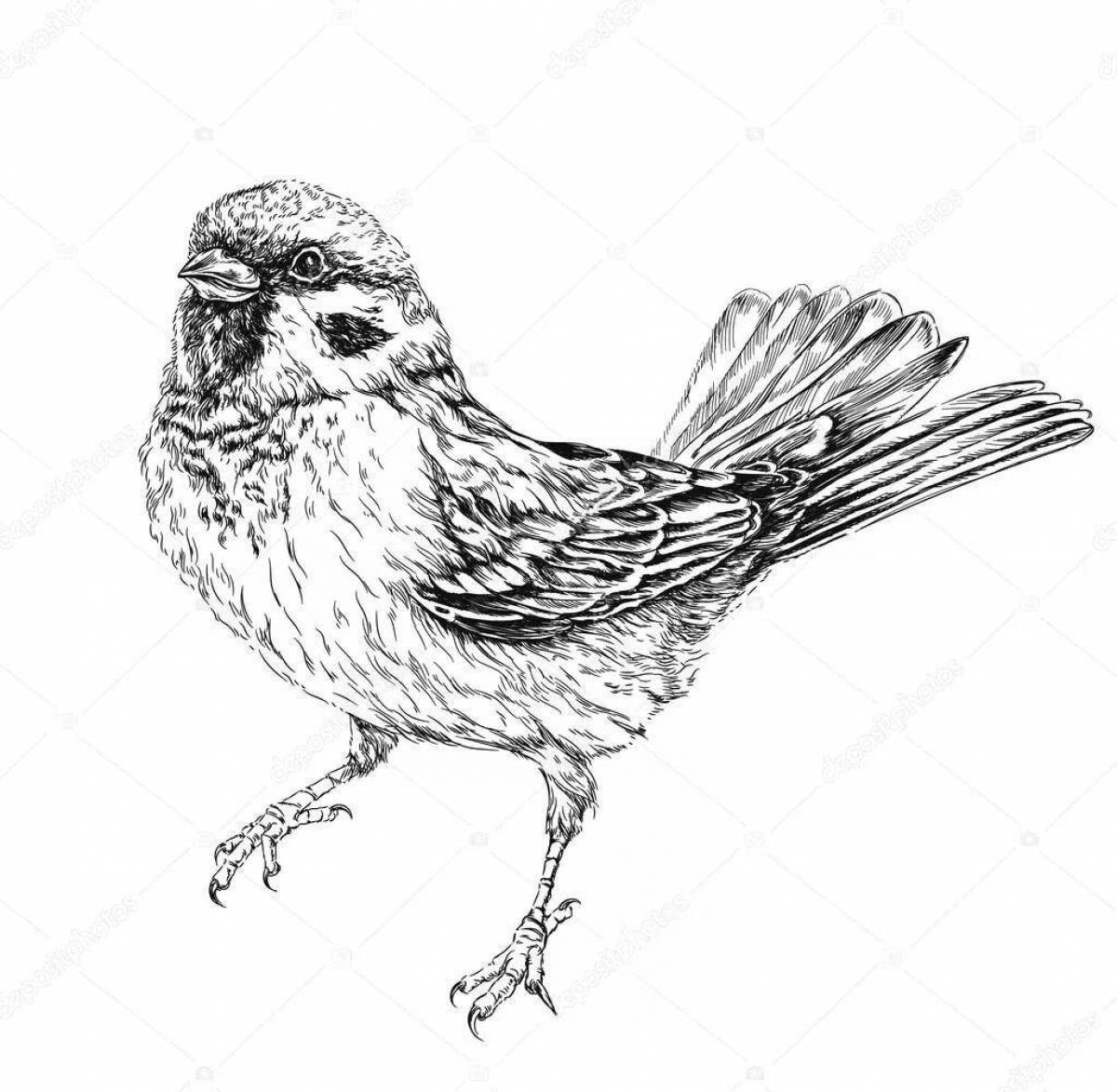 Glittering shaded sparrow coloring page