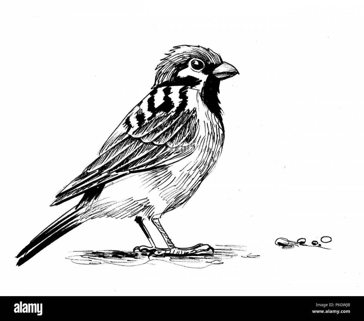 Colorful sparrow coloring book