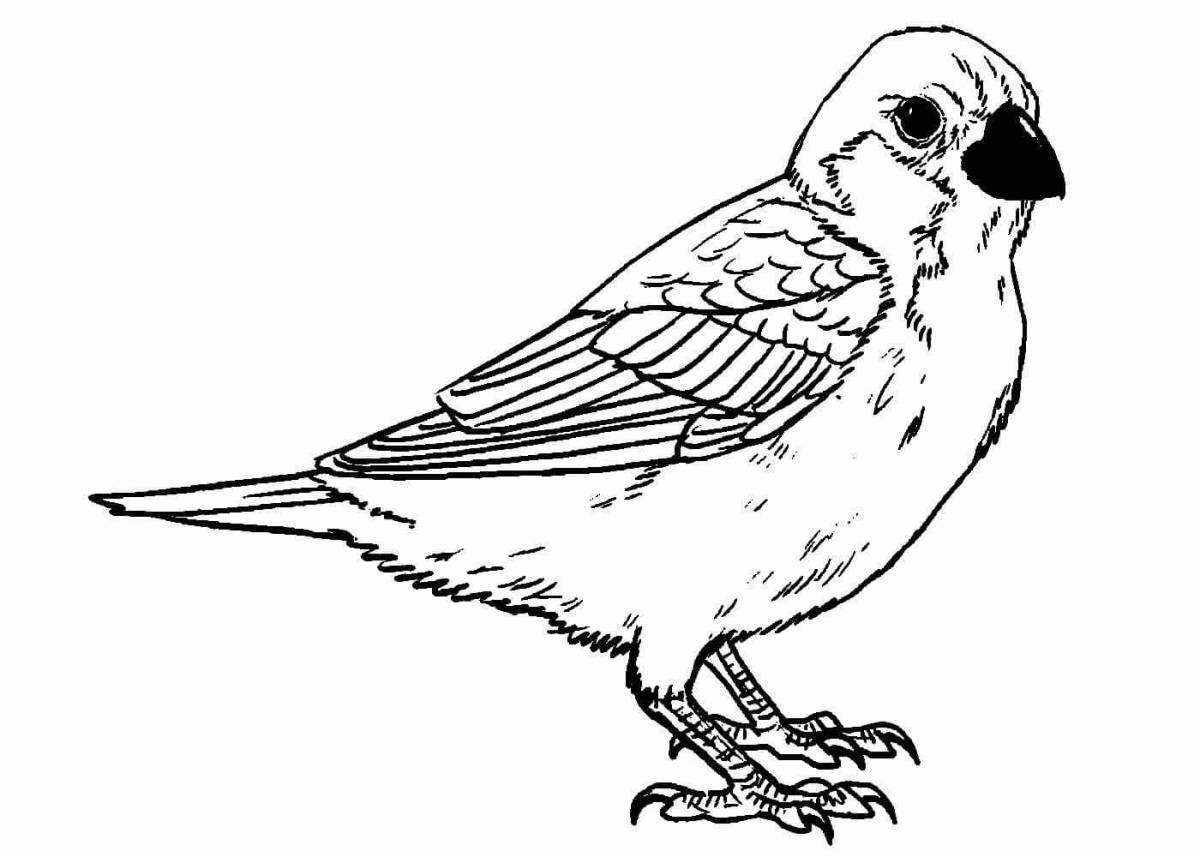 Colorfully bright sparrow coloring book