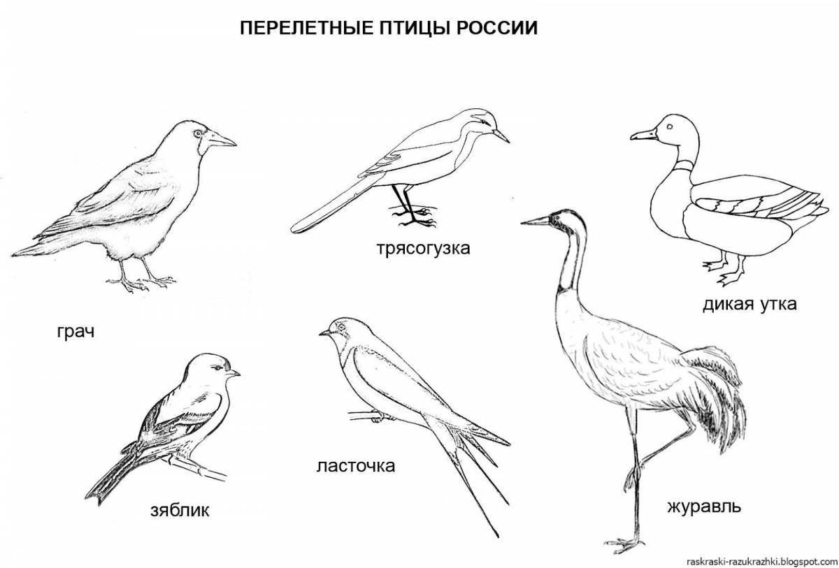 Majestically coloring Russian wintering birds